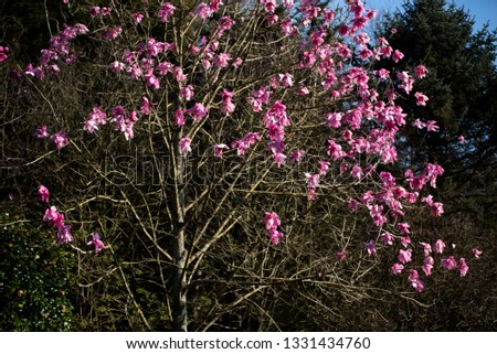 Pink magnolia tree blossoms
