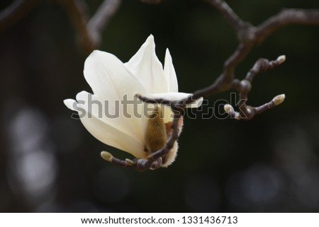Yulan magnolia blossom fragrance is very elegant.
