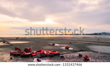 dried rose
sunset