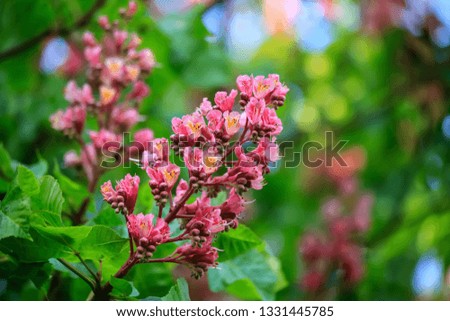 Chestnut flowers on a green branch. Pink flowers in a park in springtime. Nature wallpaper blurry background. Game of color. Image is not in focus.
