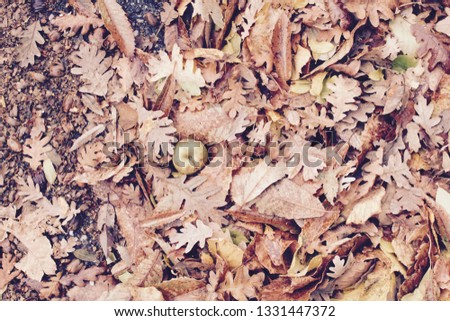 Autumn Pattern of dried leaves and apple