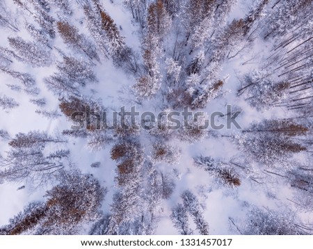Blue background winter frozen spruce forest. Aerial top view