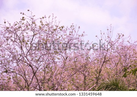 Beautiful cherry blossom in nature