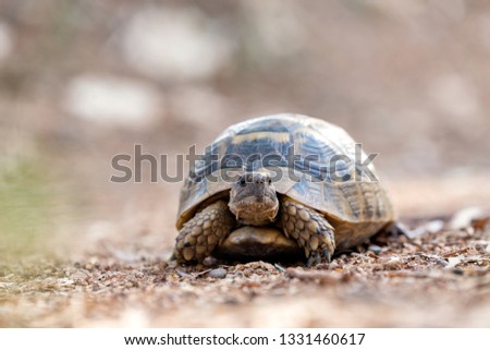 The tortoise is looking the camera in the wildlife. Like their aquatic cousins, the turtles, tortoises are shielded from predators by a shell.