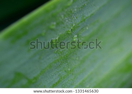 leaves of tulips green, floral background