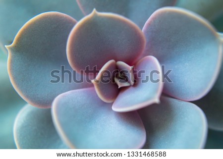 Abstract close up of the colorful rosette pattern of a succulent purple Echeveria. Blurry minimalist picture for interior and design prints