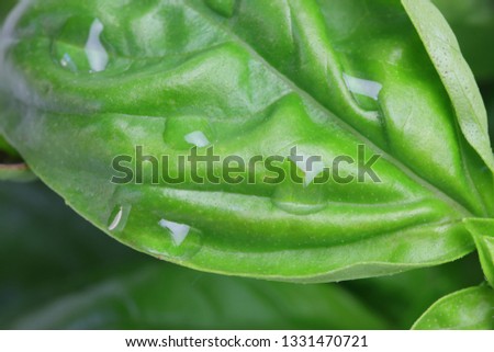 Closeup picture of basil fills in whole screen.