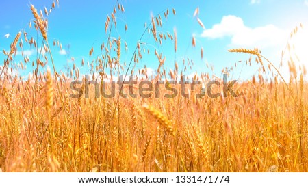 ripe rye, golden wheat field. Natural summer Landscape. ripening ears of wheat field Background. Rich harvest, agriculture concept