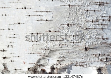 Texture of natural birch bark on the tree trunk.