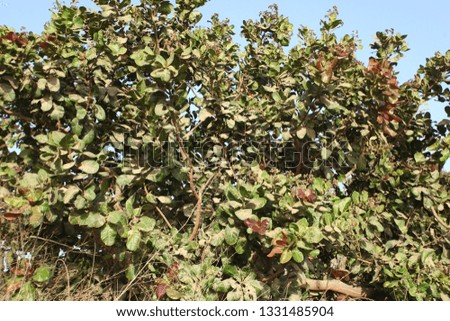 horizontal photography of a big cashew tree growing , with dry grass and blue sky , outdoors on a sunny day during dry season in the Gambia, Africa