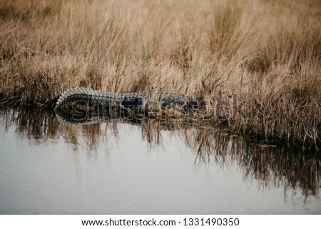 Alligator by water