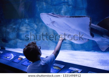 Shark at the Aquarium.