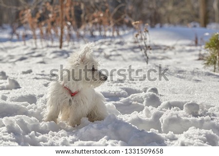 Small puppy of West Highland White Terrier in winter forest. Very cute.