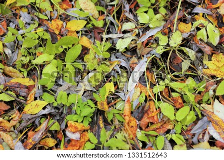 Dry autumn leaves in red, orange and brown colors. Close-up. Background