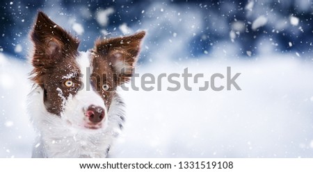 Brown border collie portrait in snowing time. Cut Dog head in winter snow wide banner or panorama .