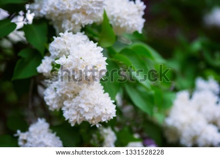 Blossoming of lilac white flowers in a spring garden, natural seasonal floral background with copyspace