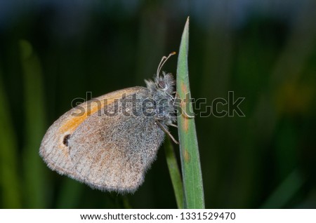 Small butterfly resting on a stem of green grass and blurred background.