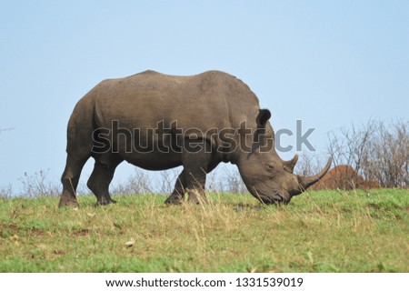 Male bull Cute White Rhino or Rhinoceros in a nature wild reserve in South Africa