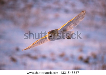 Barn owl flying with its wings wide spread