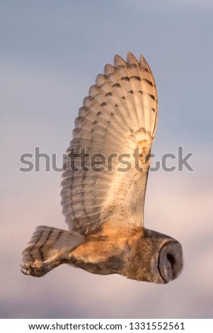 Barn owl flying with its wings wide spread while sunset colors reflecting off the owl’s wings
