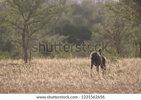 baboon in long grass, Sabi Sand Reserve, South Africa