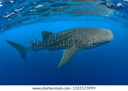 whale shark swimming