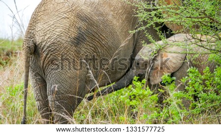 Baby African elephant nursing on mother.