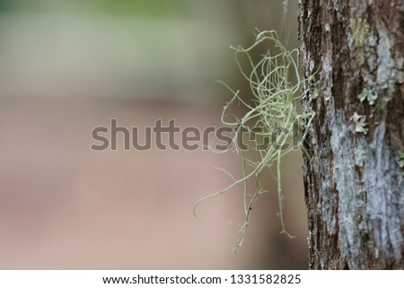Ball moss or Tillandsia recurvata, Diaphoranthema recurvata
