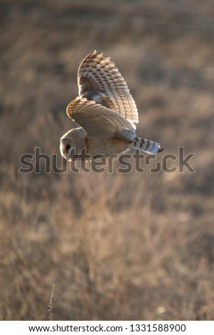 Barn owl flying with sunset colors reflecting off its wings