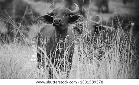 African Water Buffalo