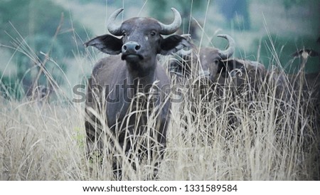 African Water Buffalo