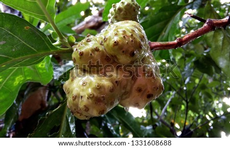 Morinda Citrifolia, Herbal Fruit for Health and Medicine