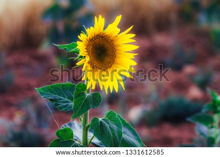 YELLOW SUNFLOWER ISOLATED ON RED BACKGROUND