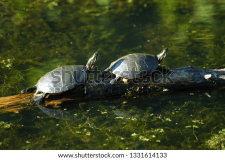 Two turtles crossing river on branch