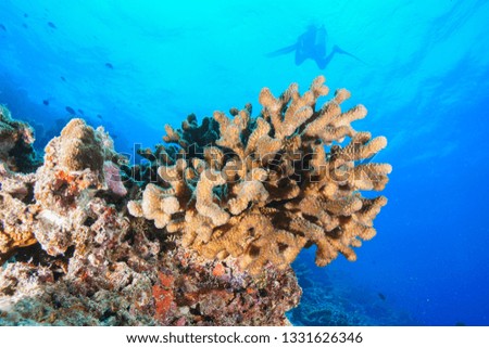 coral reef at the Maldives
