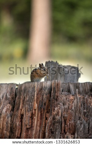 Chipmunk on a stump