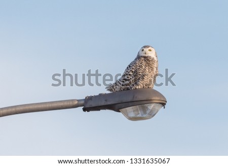 Snowy owl perched on a lamppost near St Hubert airport, Quebec, Canada. 
