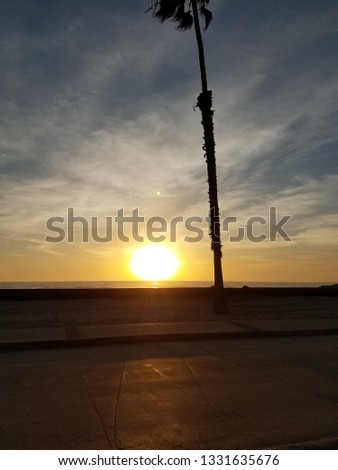 California ocean sunset with a palm tree
