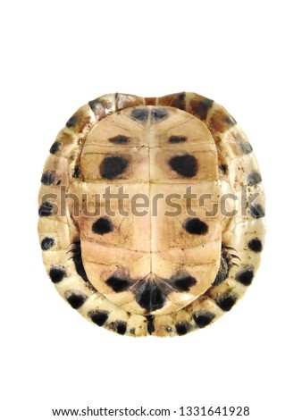 Tortoiseshell on white background