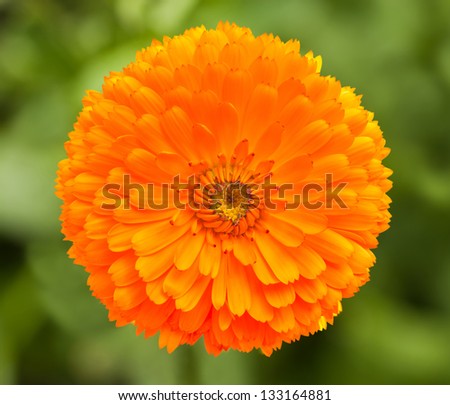 marigold flower on blurred background