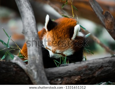 red panda examining bamboo