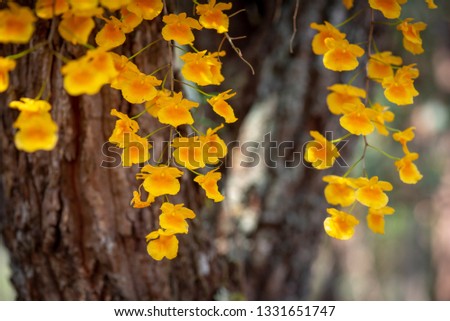 Soft blur of yellow royal orchid flower or  name Dendrobium lindleyi