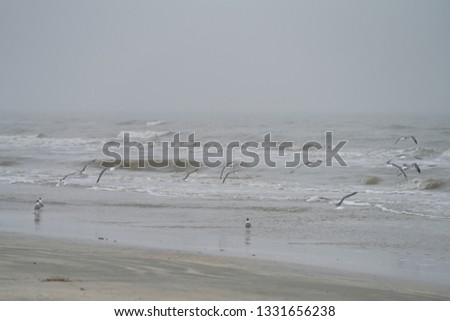 Beautiful foggy ocean view with birds near Galveston, TX