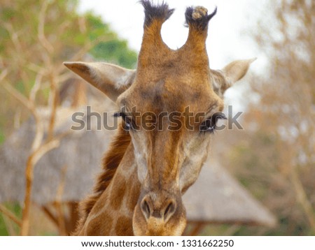 face head giraffe close up can see beautiful pattern  texture fur on neck zoo create natural background.