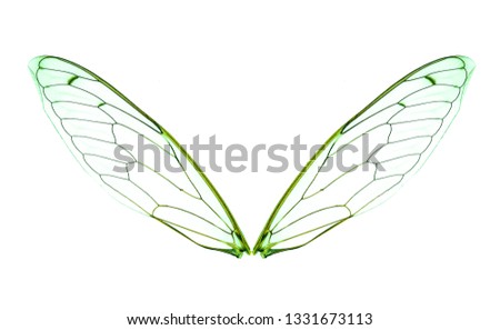 Insect wing isolated on white background