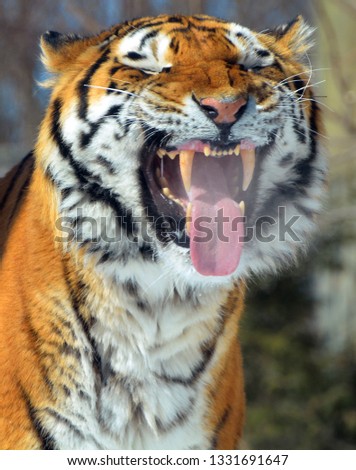  The tiger (Panthera tigris) is the largest cat species. It is the third largest land carnivore (behind only the polar bear and the brown bear).