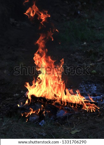 bright flames and coal in a forest fire