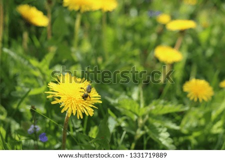 Bright and positive landscape with a yellow dandelion and a pollinating bee. Macro photograph of spring flowers and insect.