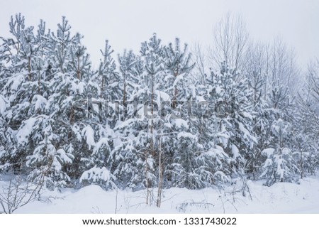 Winter forest with great snow. Nature in the vicinity of Pruzhany, Brest region, Belarus. 