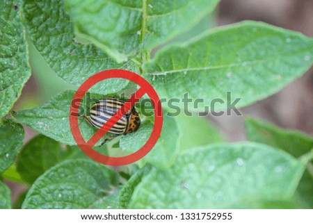 Stop colorado potato beetle sign. Red prohibition warning symbol on Colorado potato beetle